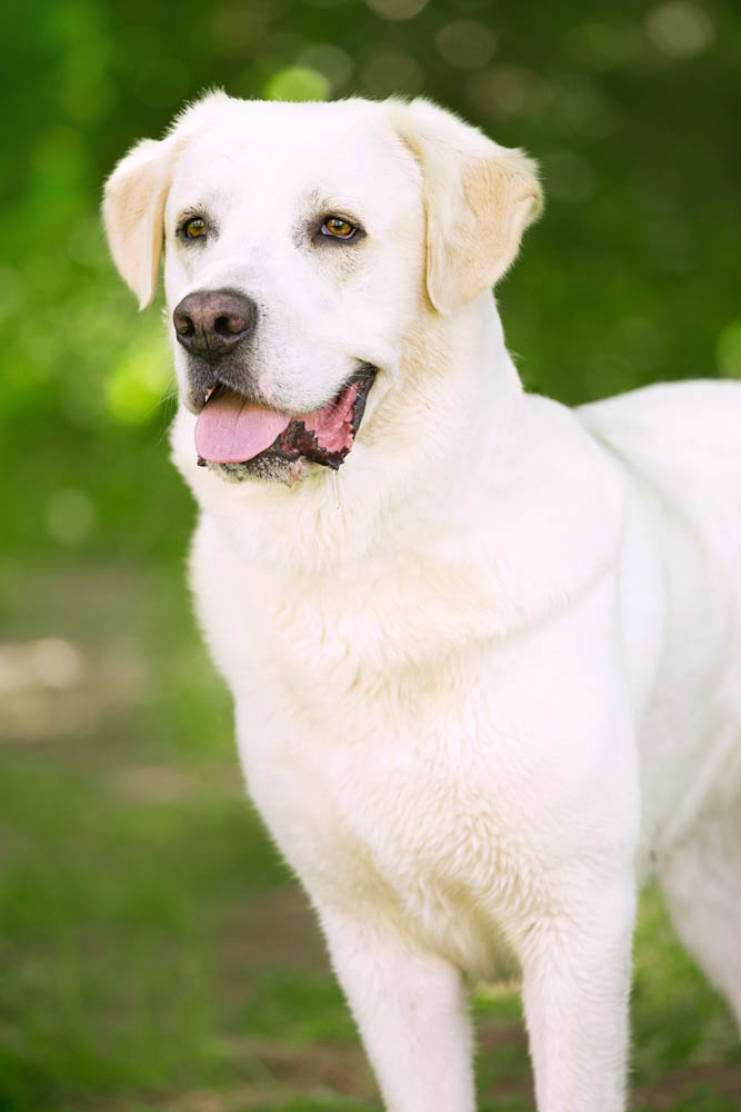 servizio fotografico per cani roma