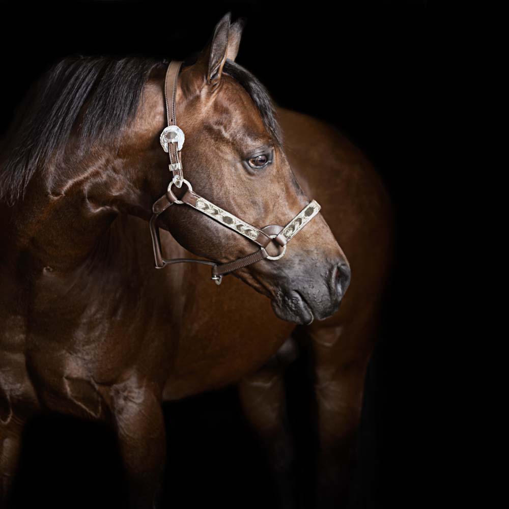 servizio fotografico stallone reining