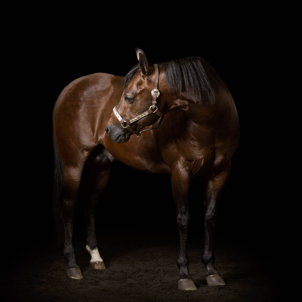 servizio fotografico cavallo sportivo