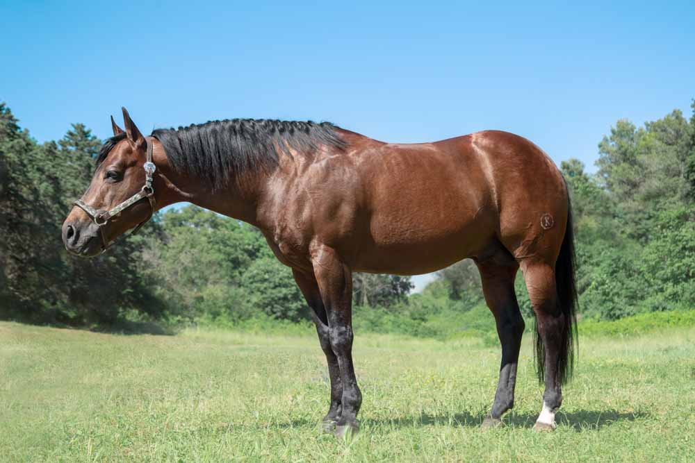 servizio fotografico cavallo sportivo