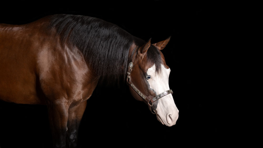 servizio fotografico cavallo